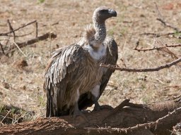 Bologonja_Seronera2009-53